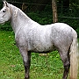 Spanish Norman Horse 1 (18)